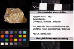 Foto (Objket + Etiketten) von Decapoda indet. 